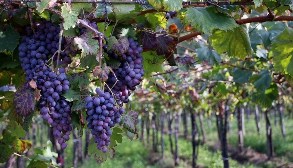 raboso piave vino doc conegliano